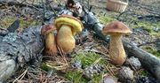 Nowy grzyb w polskich lasach. Grzybiarze wniebowzięci. Leśnicy ostrzegają