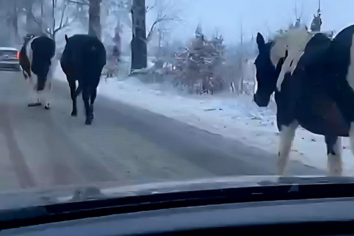 Sytuacja jak z filmu na drodze. Konie na jezdni