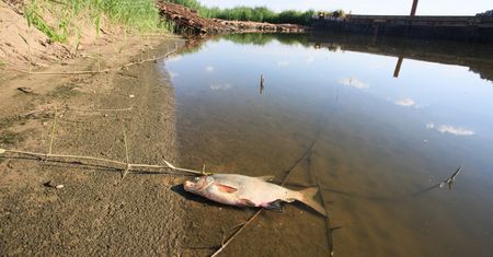 Urzędnicy biją na alarm. Zalecają omijać rzekę szerokim łukiem