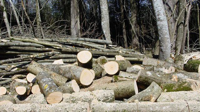Gałęziówka, czyli drobne drewno z lasu. Ile kosztuje? Lasy Państwowe podały cenę