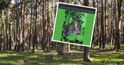 Wkrótce pojawią się w lasach. Leśnik apeluje. "Nie dotykaj"