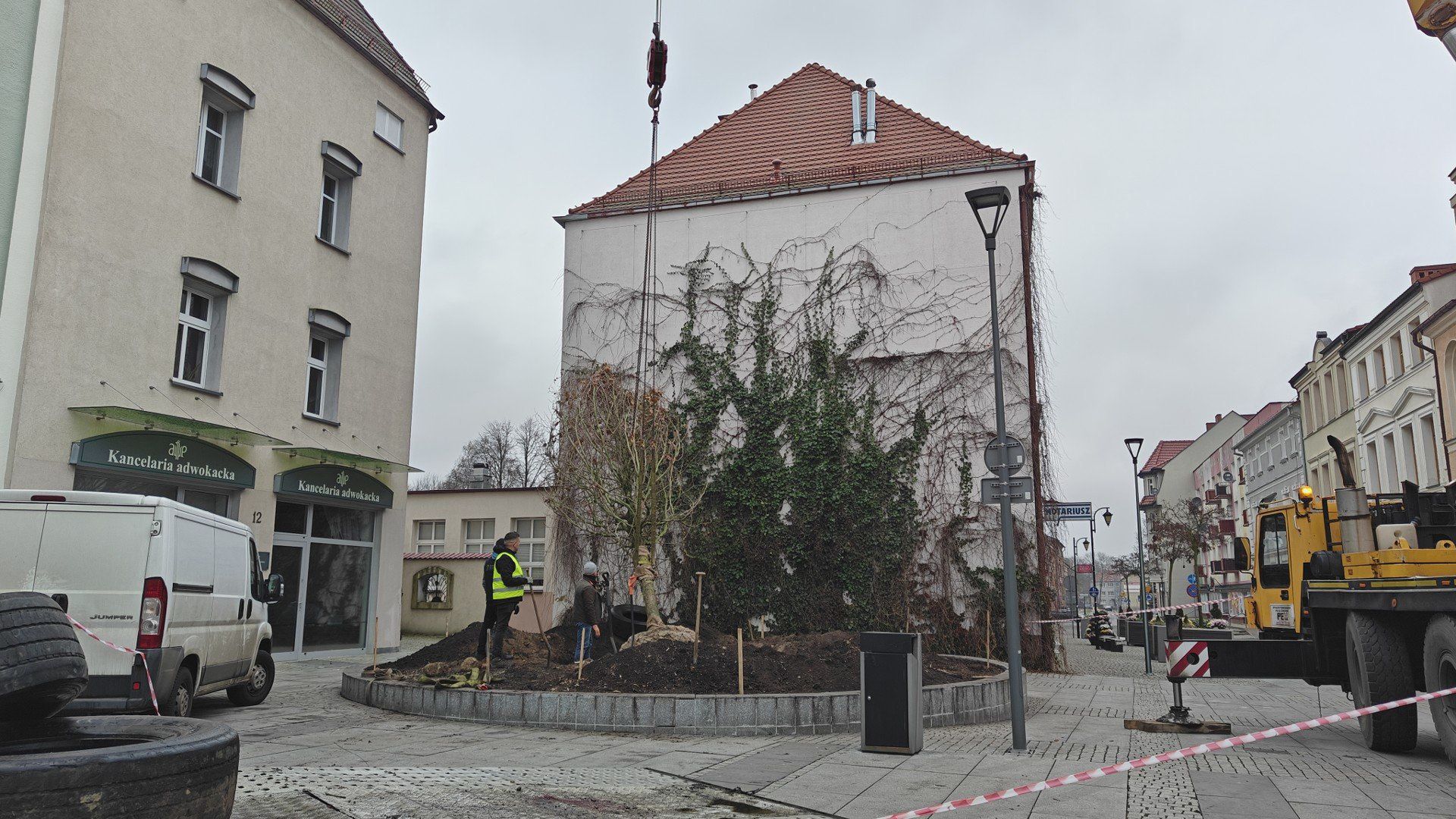 W miejsce wyciętej wierzby posadzono nowe drzewo