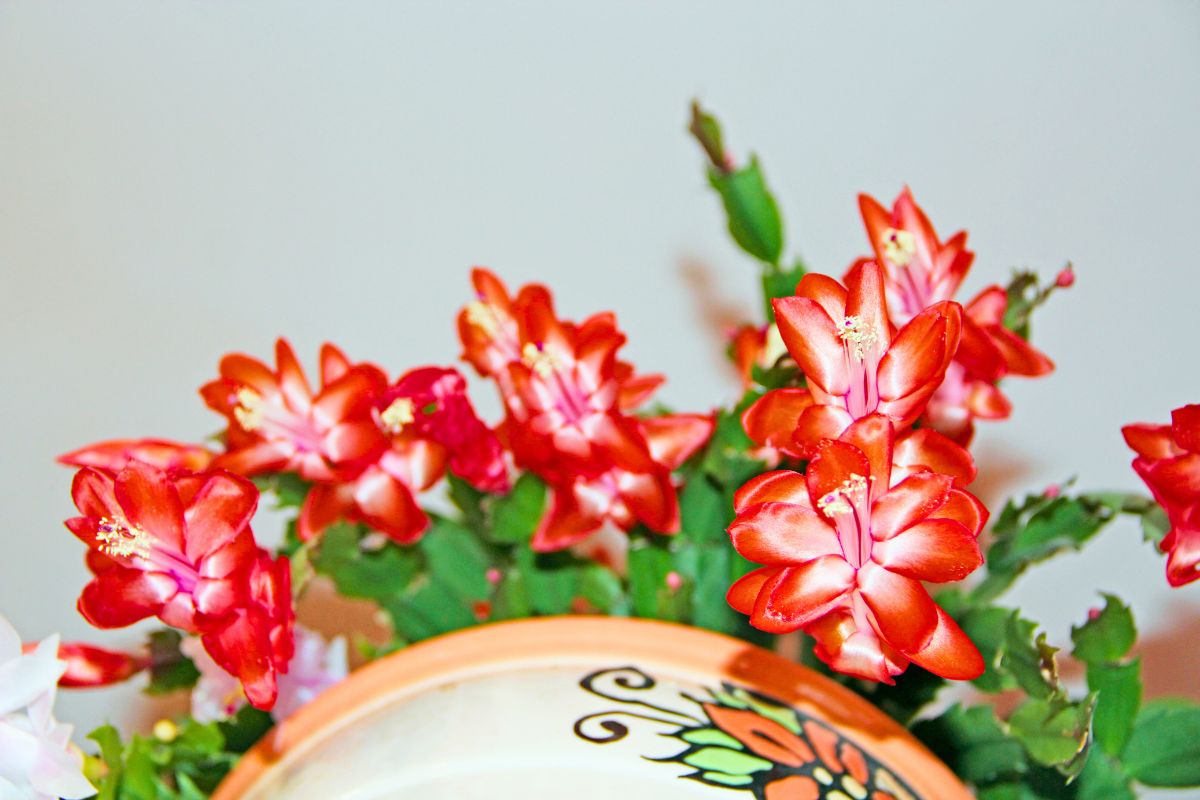 Grudnik posiada charakterystyczne kwiaty, które zimą wyglądają uroczo.