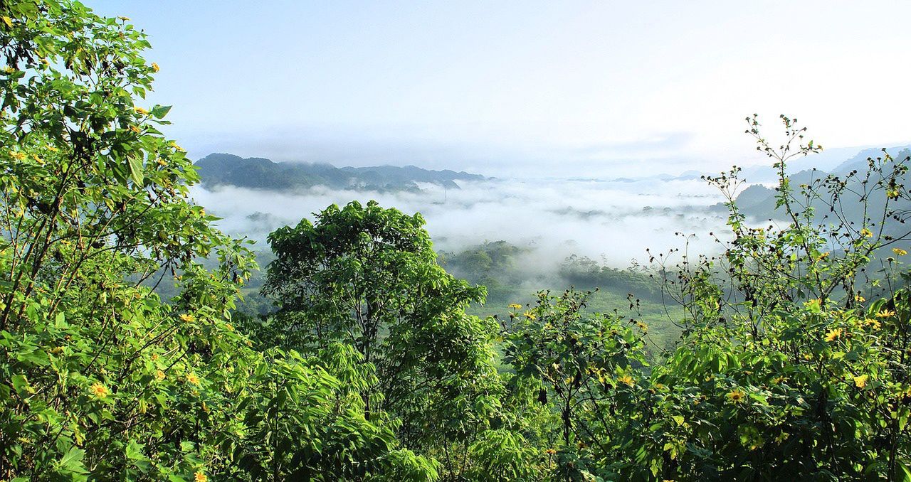 Experten haben keine Zweifel. Die Abholzung des Amazonas verschärft Dürren und Überschwemmungen.