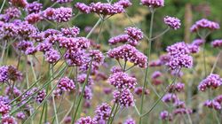 Werbena pospolita - wygląd, uprawa, działanie i zastosowanie w medycynie