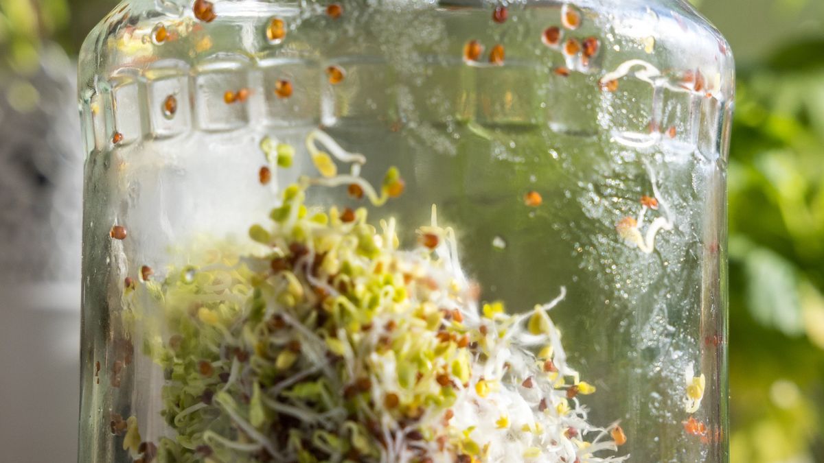 Kiełki brokułów mają niesamowite właściwości