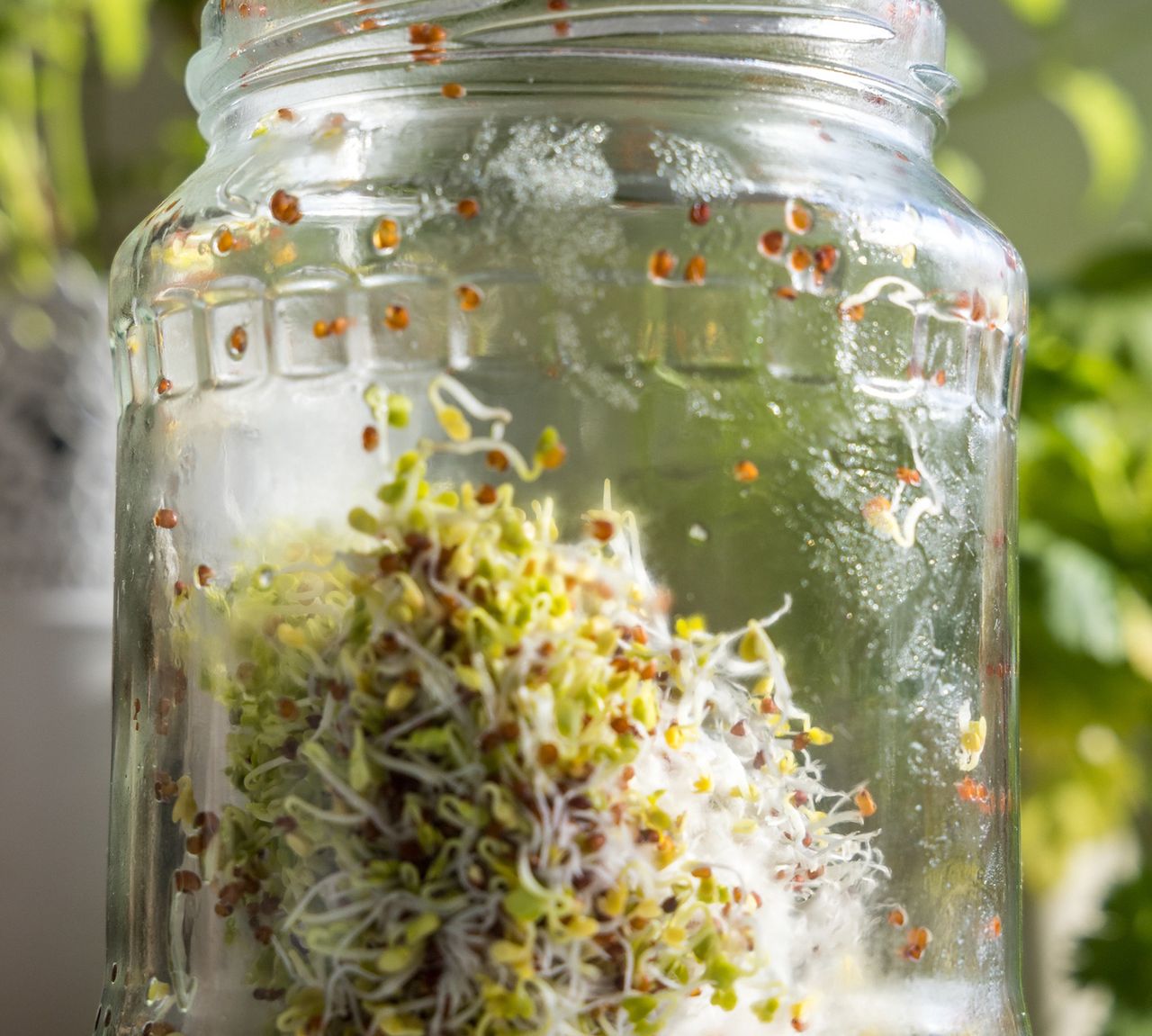 Broccoli sprouts have incredible properties.