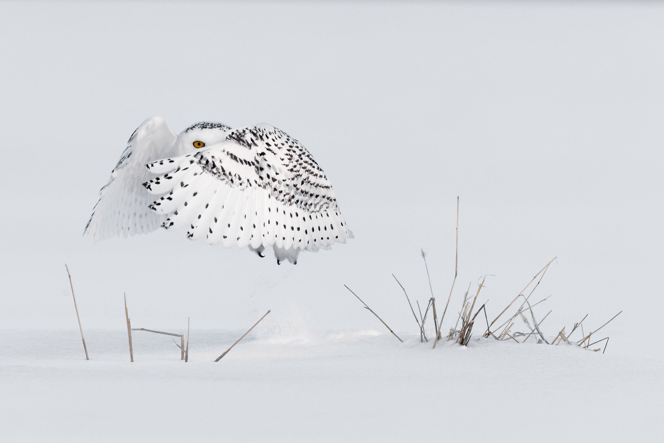 Największy konkurs fotograficzny świata na finiszu, a już zgłoszono mnóstwo świetnych zdjęć 12