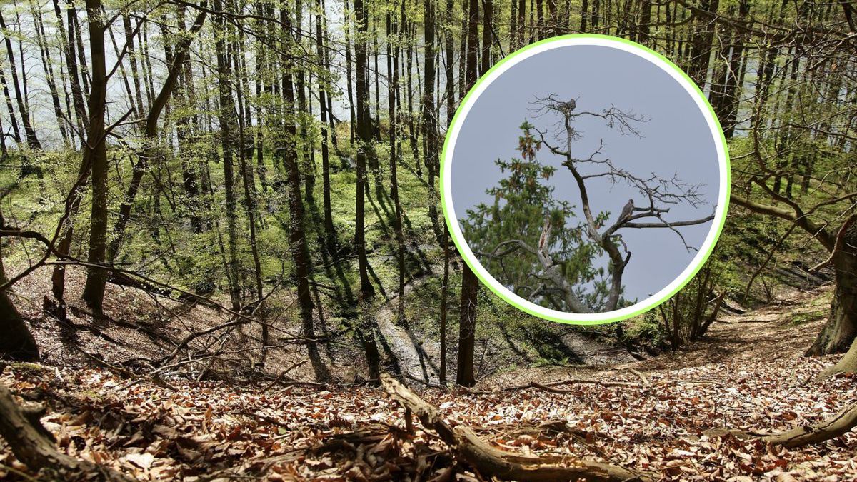 Leśnicy odkryli gniazdo rzadkiego drapieżnika