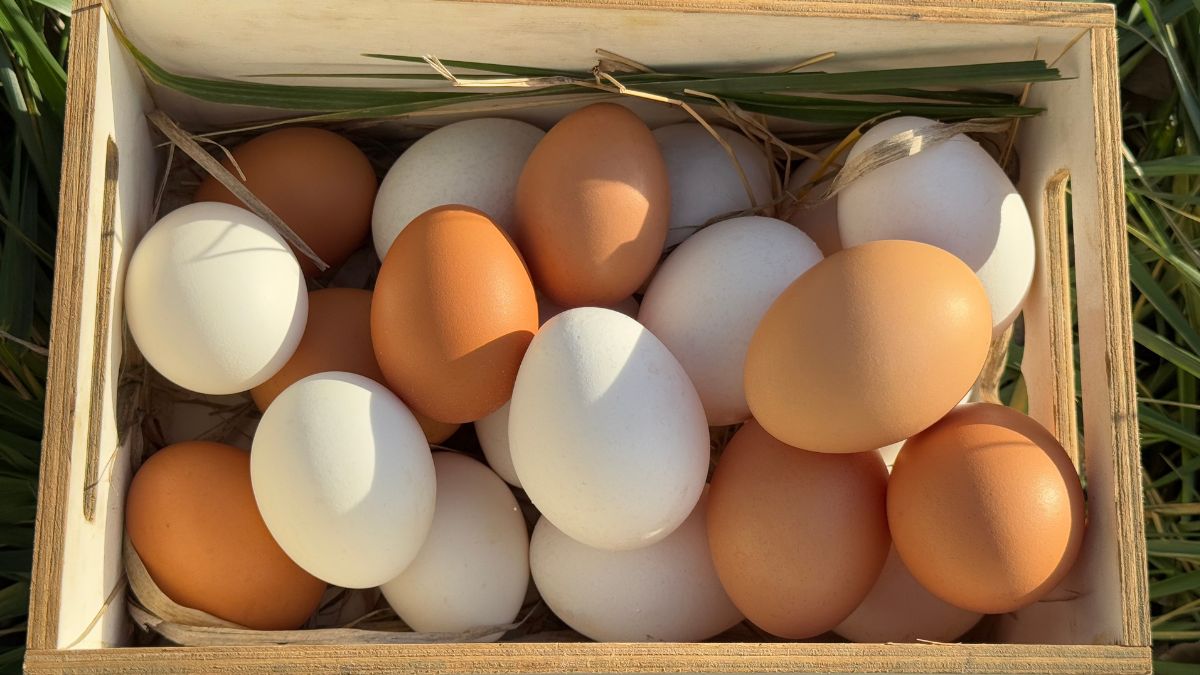 Jak odbarwić brązowe jajka