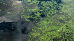 Unikaj kąpieli w takiej wodzie. Może skończyć się zatruciem