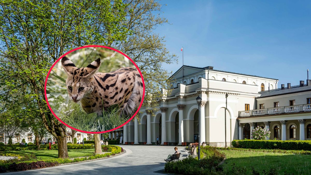 Serwal poszukiwany jest m.in. w okolicach Buska-Zdroju