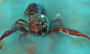 Czy naprawdę są nieśmiertelne? Homary zaskakują swoim DNA