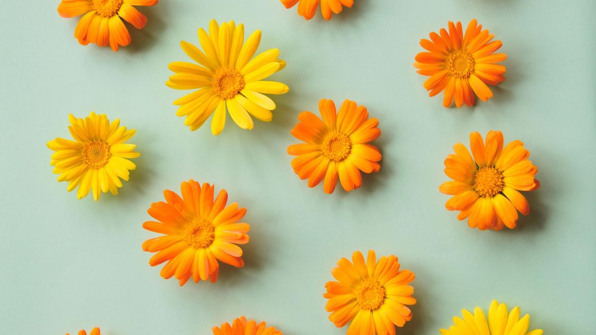 Z nagietka przygotować można leczniczą maść