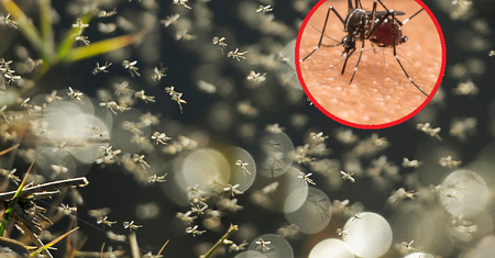 Komary atakują chmarami. To nie grupa krwi czy kolor ubrań przyciąga insekty