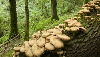 Prawdziwy wysyp grzybów. Pokazali zdjęcia. "Narobiliście smaka"