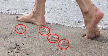 Prawdziwy wysyp na polskich plażach. Pojawiły się wyjątkowo wcześnie