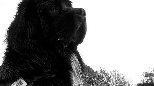 Orka