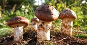 Te grzyby kosztują tysiące złotych. Aż 3 gatunki znajdziemy w Polsce