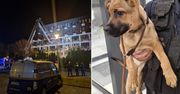 Poznań: Szczeniak uwięziony na balkonie. Akcja strażaków i Ekopatrolu