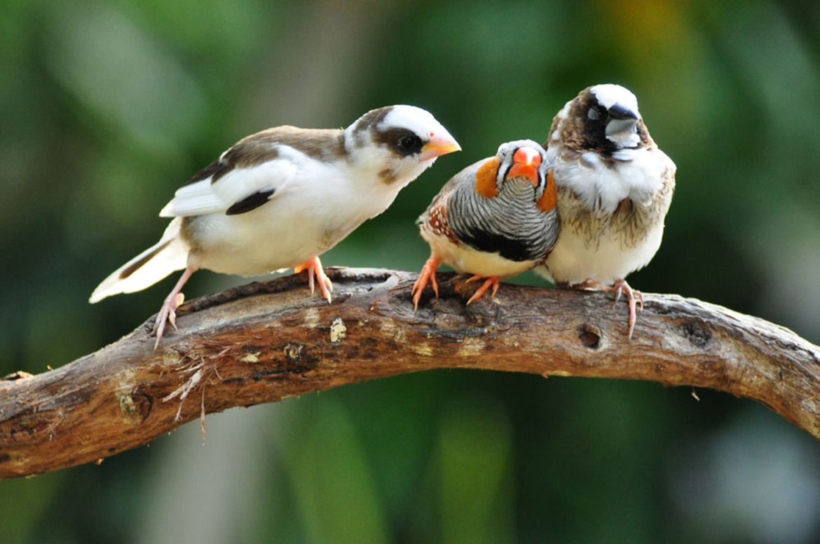 Dzikie zwierzęta wcale nie są takie straszne. Oto najzabawniejsze zdjęcia z konkursu Comedy Wildlife Photography Award 16