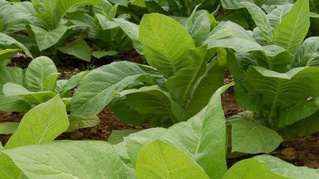 Biodegradowalne panele słoneczne z tytoniu 1