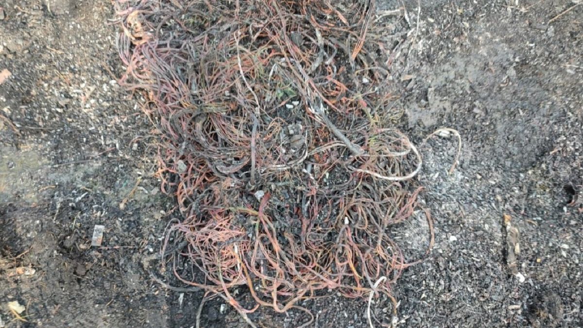 Zrobili to w lesie. Zostali złapani na gorącym uczynku. 