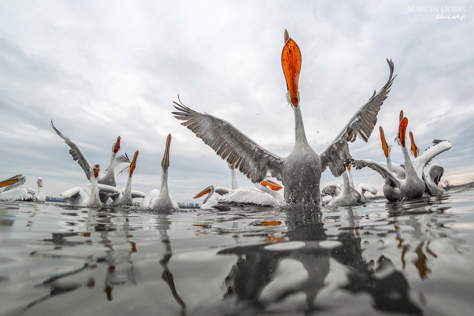 "Male plavidlo", czyli nietypowy sposób na fotografowanie pelikanów 5
