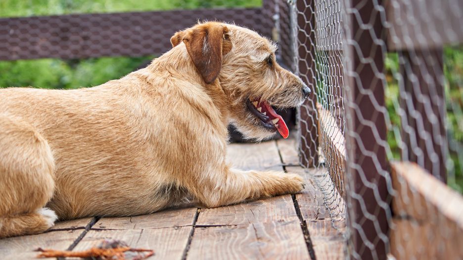 Dlaczego pies odwraca głowę od zdjęć?