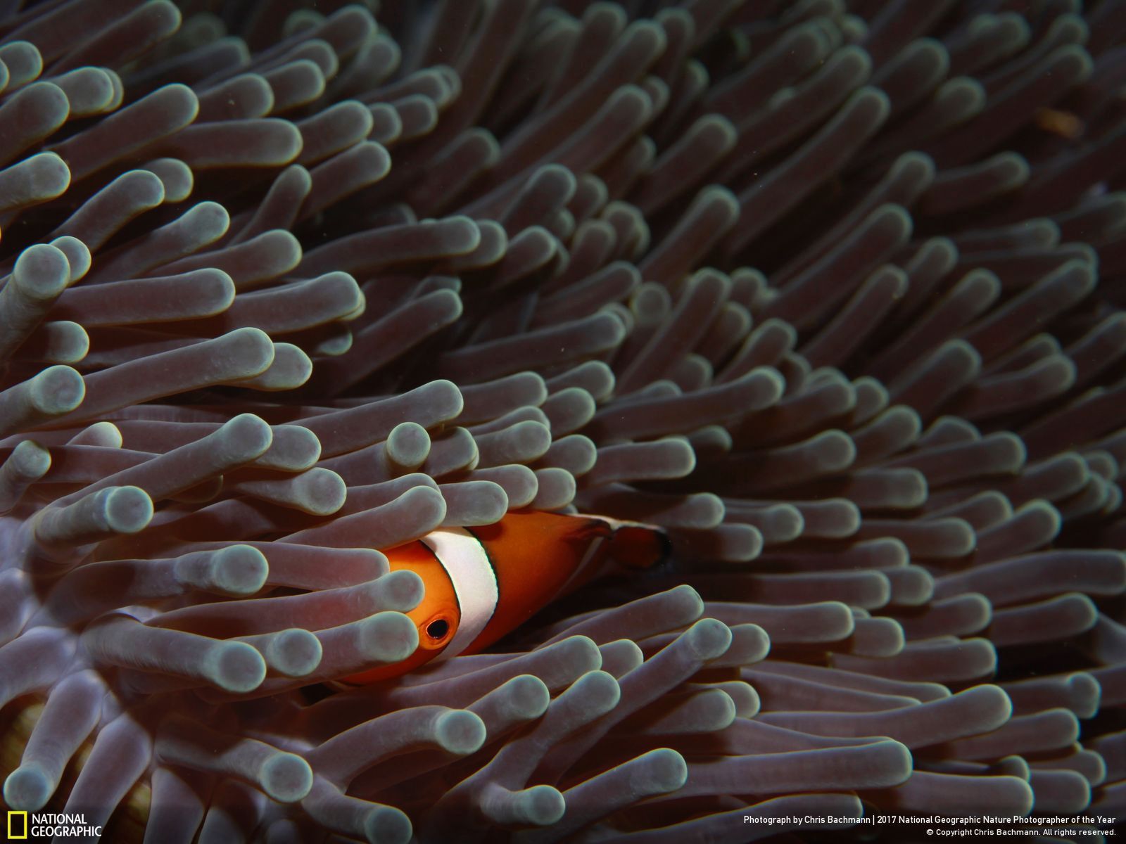 Poznaj najnowsze zgłoszone zdjęcia w konkursie Nat Geo Nature Photographer of the Year 2017 24