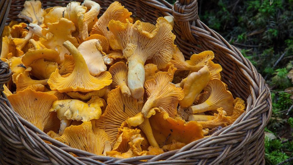 Zmiany klimatu wpłyną na grzyby w Polsce
