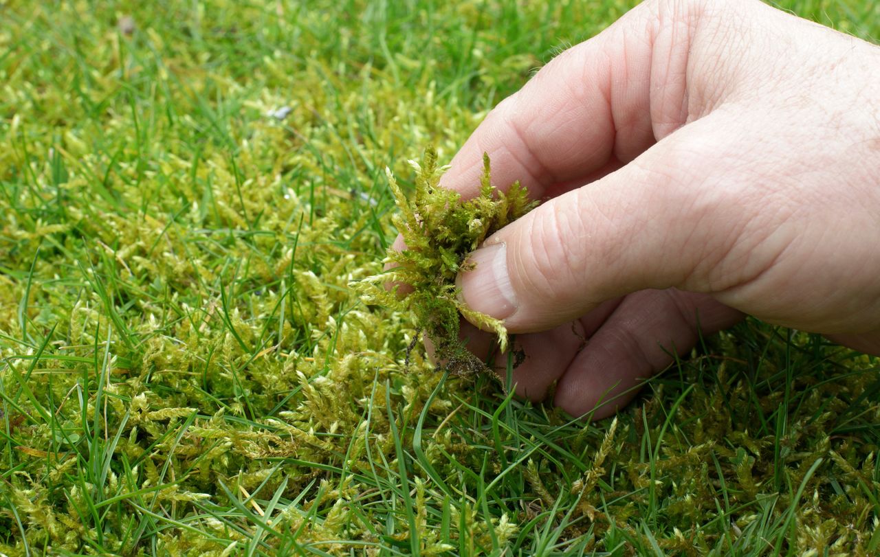 How to get rid of moss from the lawn?
