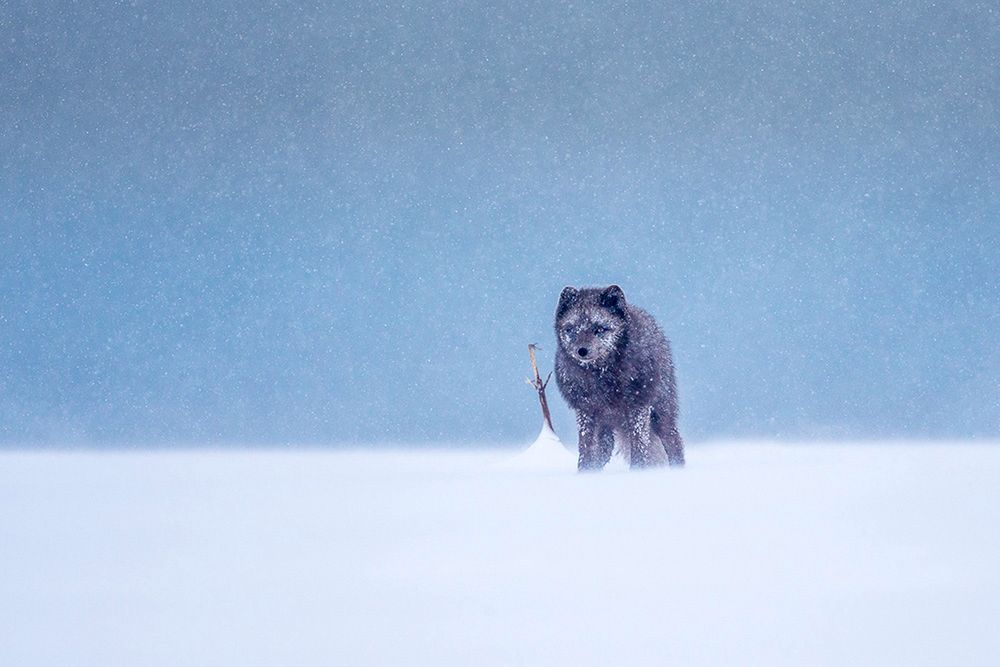 Joshua Holko pokazał, że lisom polarnym nie jest straszna nawet potężna zamieć śnieżna 2