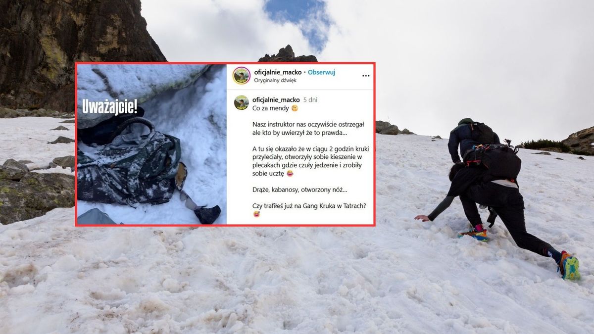 Kruki okradły turystów w Tatrach