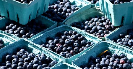 Zaskakujące wyniki kontroli. Ujawnili, skąd naprawdę były borówki