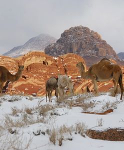 Arabia Saudyjska. Wielbłądy brodzą w śniegu