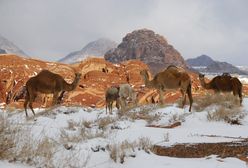Arabia Saudyjska. Wielbłądy brodzą w śniegu