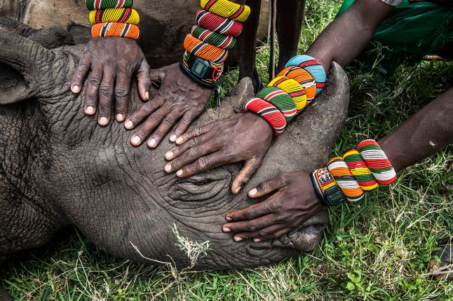 Drugie miejsce w kategorii - natura, zdjęcie pojedyncze zostało przyznane za zdjęcie grupy wojowników Samburu, którzy po raz pierwszy w życiu spotkali nosorożca. Większość ludzi mieszkających w Kenii nigdy nie będzie miała okazji na takie spotkanie, ze względu na kłusownictwo, które dewastuje dziką przyrodę. Nikt nie zwraca też uwagi na rdzennych mieszkańców, którzy są kluczem do ocalenia wspaniałych afrykańskich zwierząt.