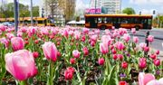 Warszawa będzie latem najpiękniejsza. "Posadzili tysiące roślin". Kolorowe kwiaty ozdobią pętle autobusowe
