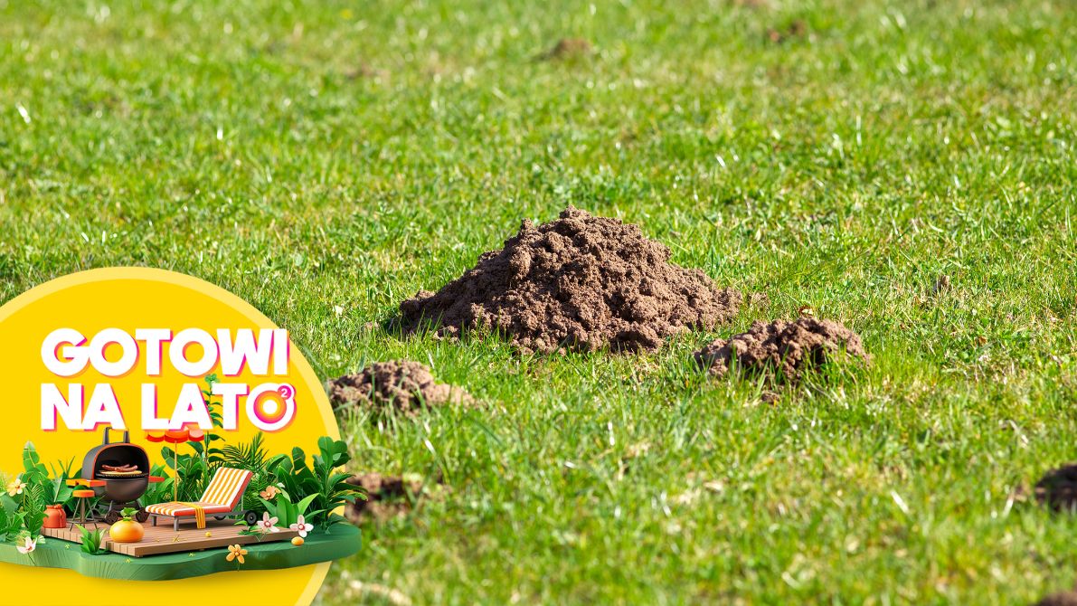 Niektóre rośliny odstraszają szkodniki z ogrodu