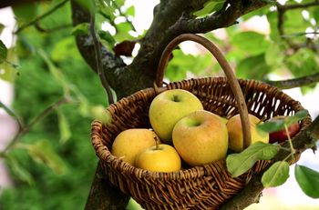 Pamiętasz ten smak z ogrodu dziadków? Ta kultowa jabłoń z PRL-u ma ponad 150 lat i znów zachwyca