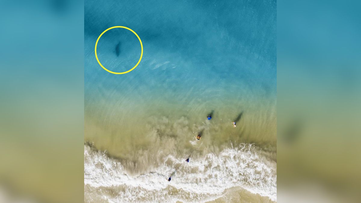 Dron uratował jego rodzinę przed rekinem 1