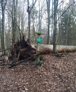 "Królewska Sosna" przewrócona przez wiatr. Miała 320 lat