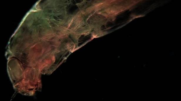 Świat w kropli wody. Niezwykły film pokazuje życie w skali mikro 1