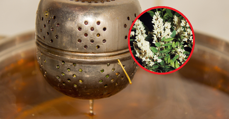 Wiosenna herbatka. Białe kwiaty wspierają wątrobę, obniżają ciśnienie, pomagają na reumatyzm