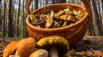 Grzybobrania nie są nudne. Posłuchaj Zetki, która kocha tę rozrywkę