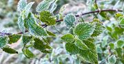 Zimno, coraz zimniej. W weekend w nocy temperatura spadnie nawet do -5 stopni