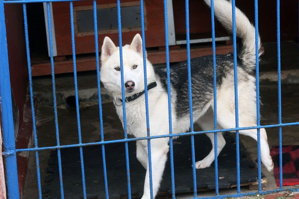 Legnica: Te pieski i kotki czekają na adopcję schronisku