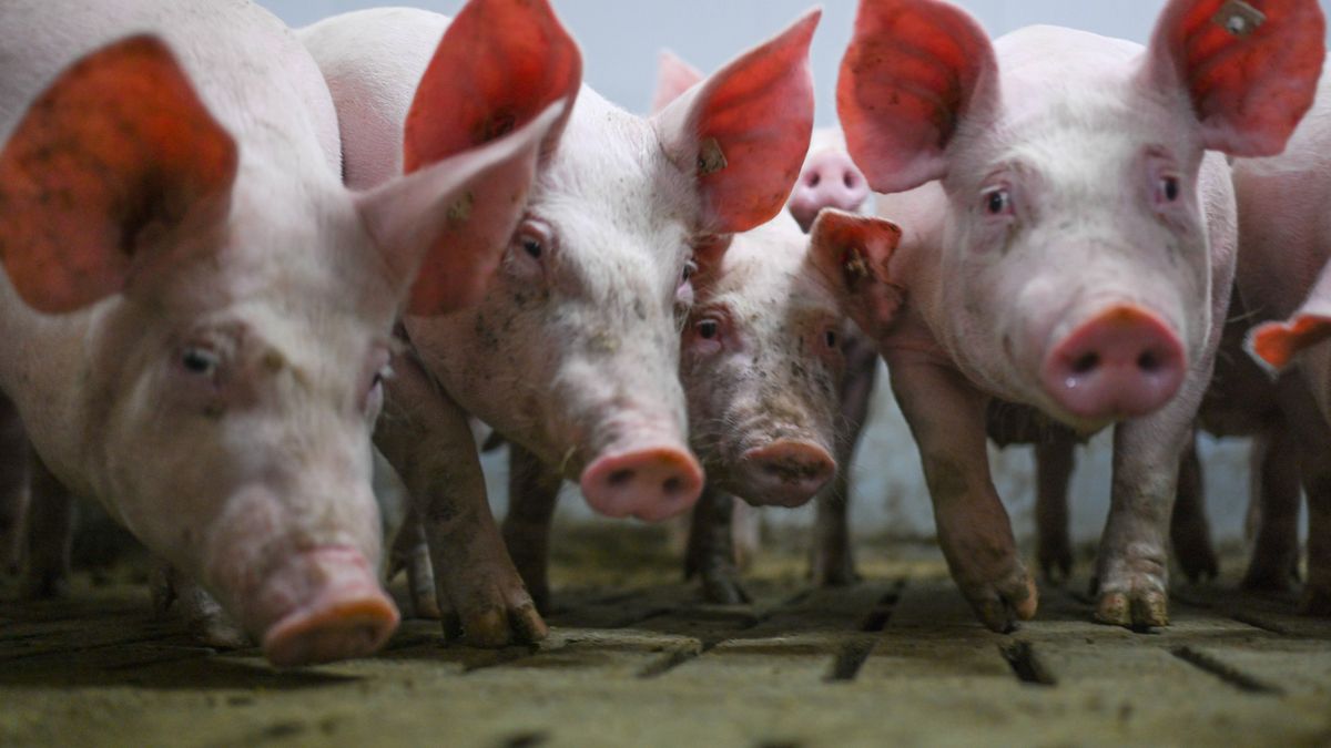 Pig farm
PRODUCTION - 30 March 2023, Lower Saxony, Kreis Emsland: A group of pigs on the fattening farm in a barn with fully slatted floors. In the Emsland fattening farm about1,500 animals are raised. The fattening period is about 5 months in total. so that more than 2 pigs can be fattened on one place per year. Photo: Lars Klemmer/dpa 
Dostawca: PAP/DPA
Lars Klemmer
Food & Drink, Animals, Food and drink, Pig, Pigs, Pig fattening, farma