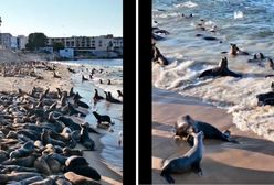 Niecodzienny widok na kalifornijskiej plaży. Nagrania hitem sieci